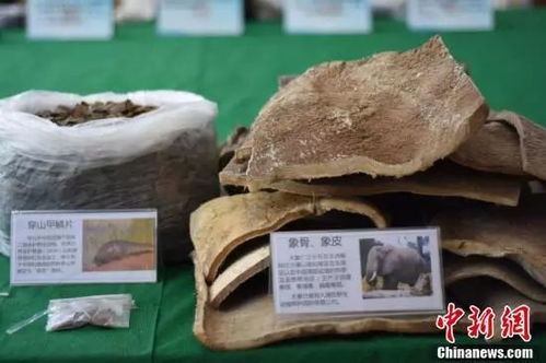 大單告破！廣西警方繳獲近三千萬元野生動(dòng)物制品，守護(hù)生物多樣性刻不容緩